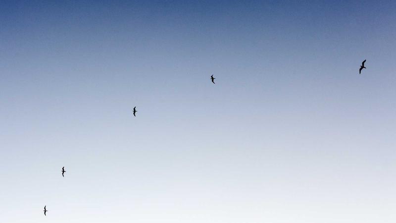 7 Best Companion Planting Combinations for Natural Pest Control