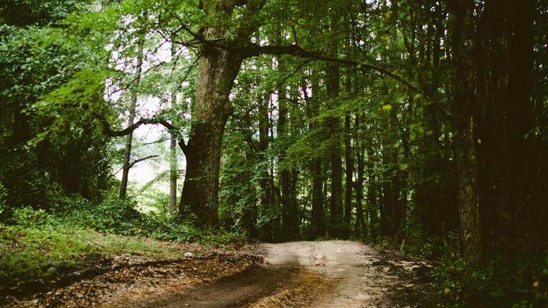 7 Proven Steps to Introduce a New Cat to Your Resident Feline