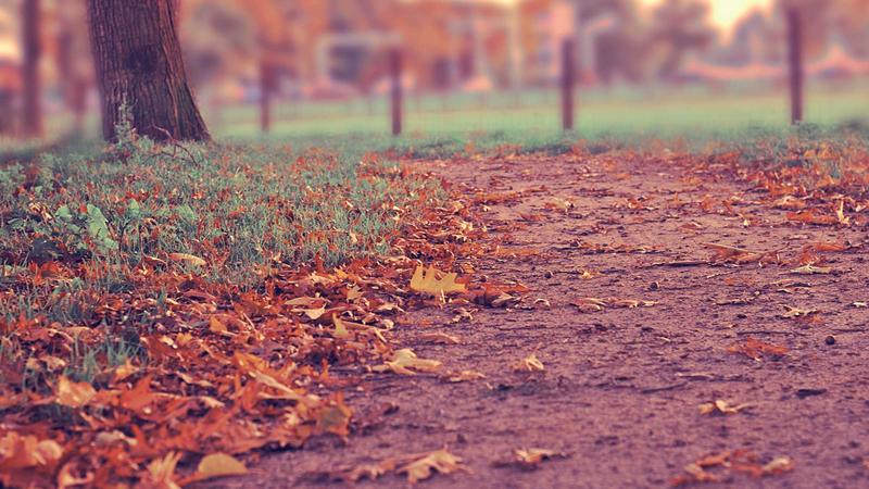 5 Effective Natural Aphid Spray Recipes to Protect Your Garden